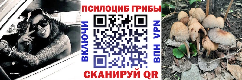 площадка телеграм Томмот Галлюциногенные грибы Psilocybine cubensis